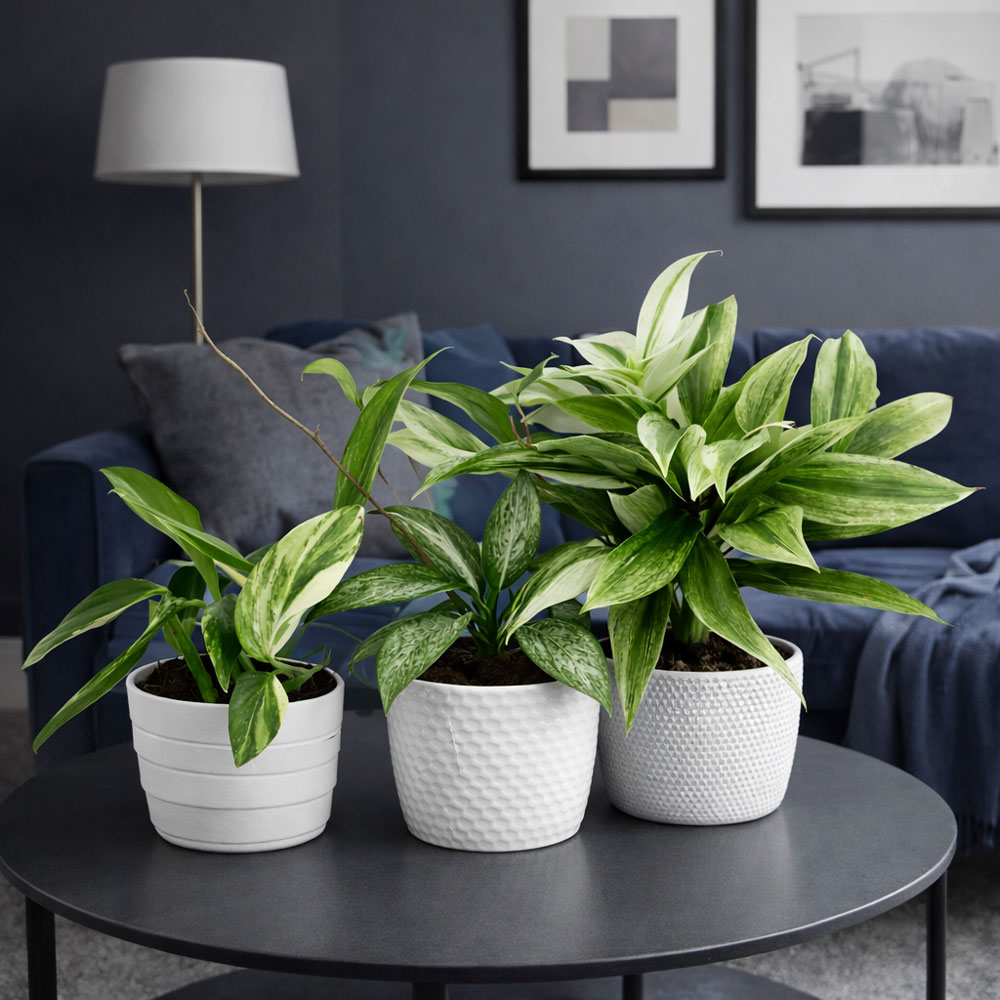 Zestaw roślin do salonu-Srebrna Dżungla