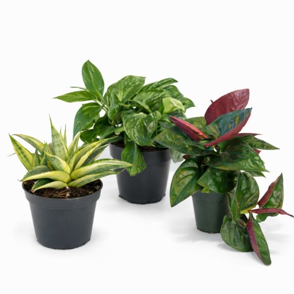 Zestaw roślin do salonu „Tropikalny Kontrast”