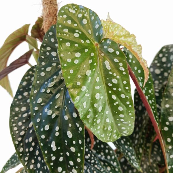 begonia-maculata