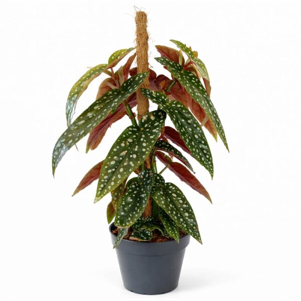 begonia-maculata