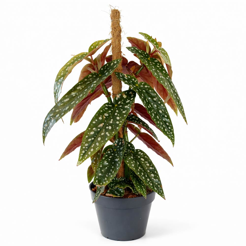 begonia-maculata