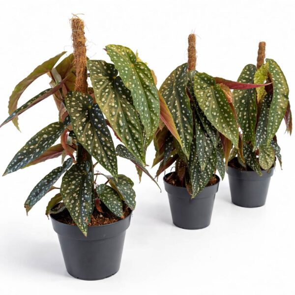 begonia-maculata