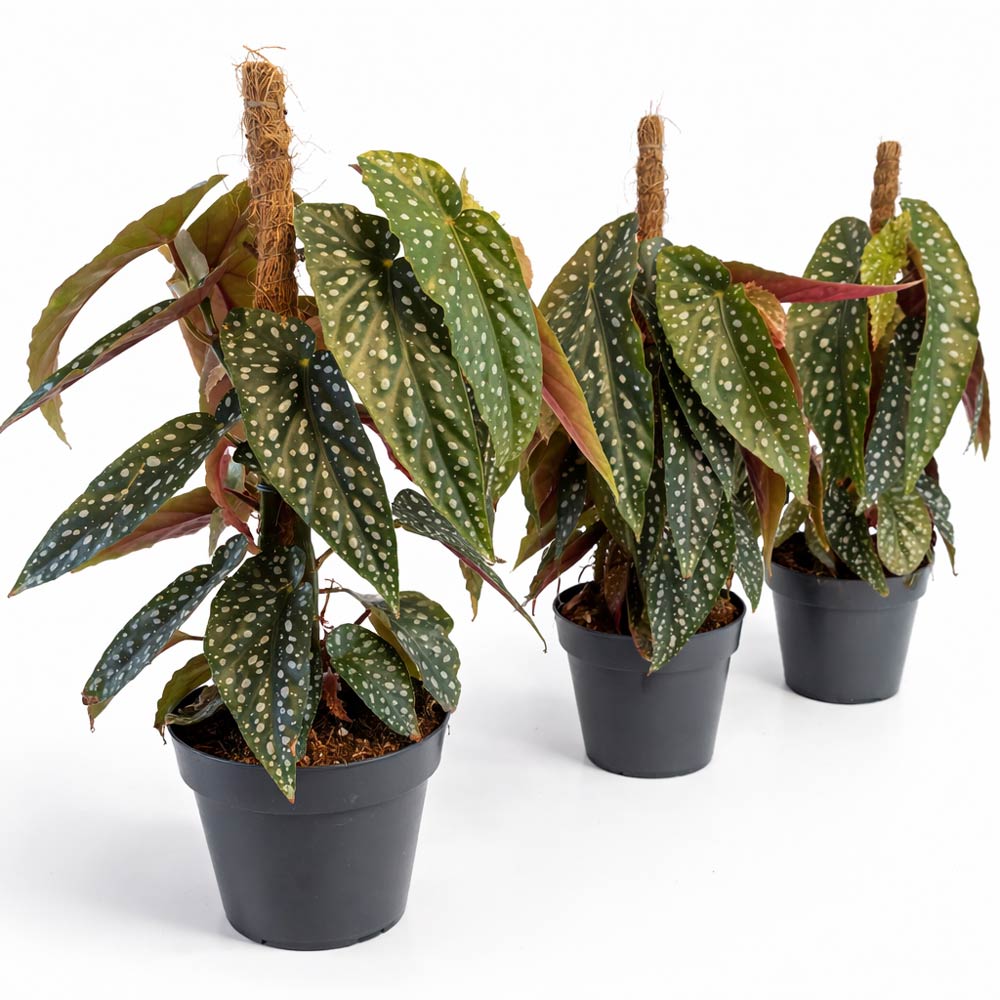 begonia-maculata