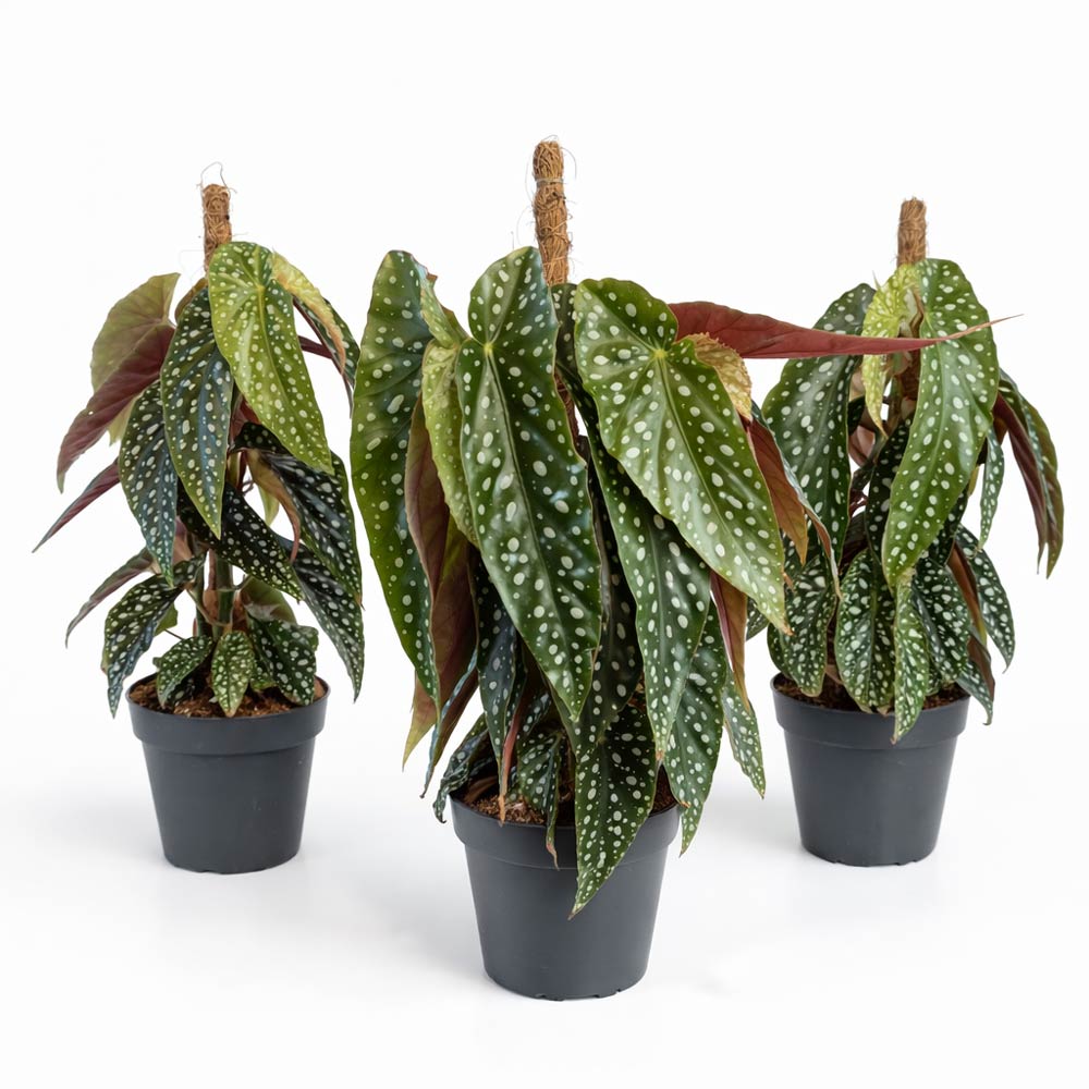 begonia-maculata
