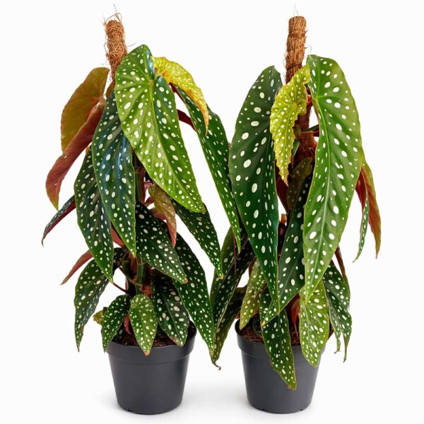 begonia-maculata