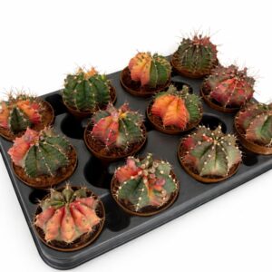 gymnocalycium mihanovichii variegata