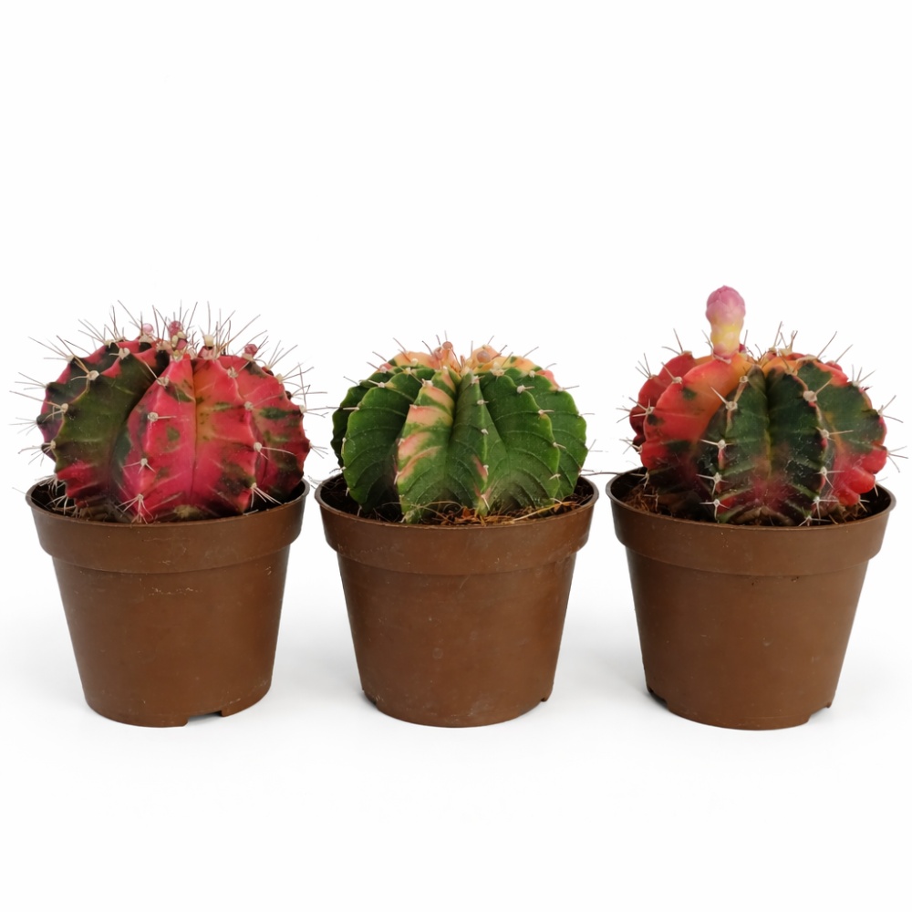 gymnocalycium mihanovichii variegata