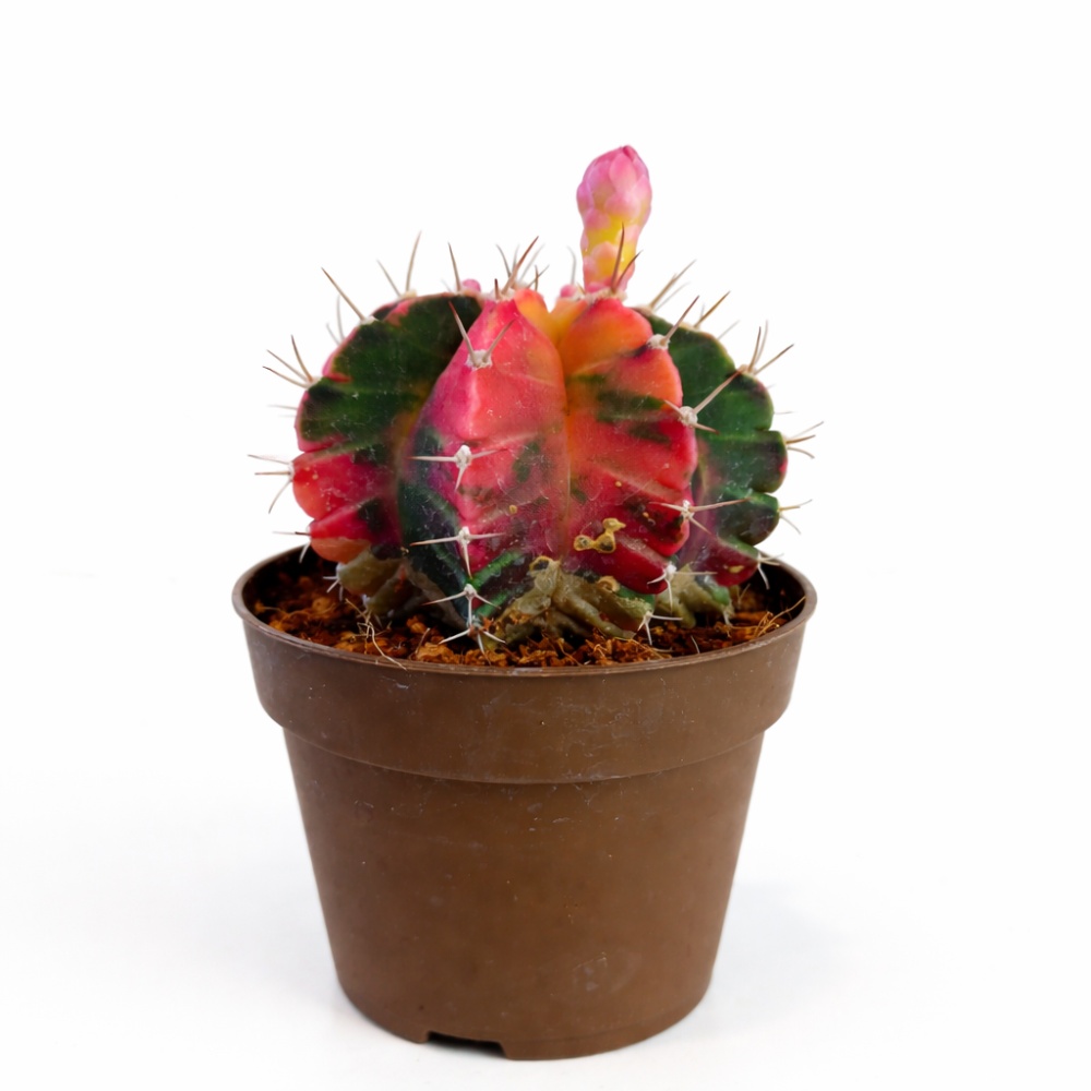 gymnocalycium mihanovichii variegata