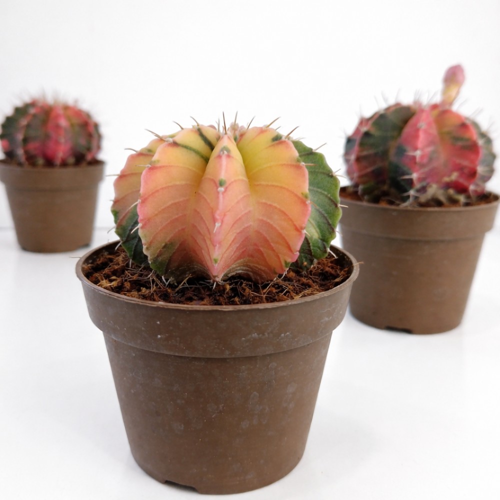 gymnocalycium mihanovichii variegata