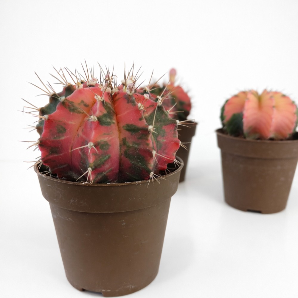 gymnocalycium mihanovichii variegata