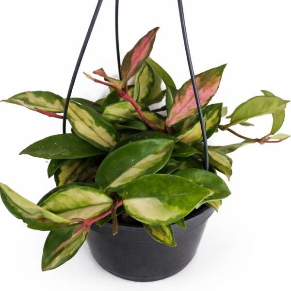 hoya carnosa tricolor