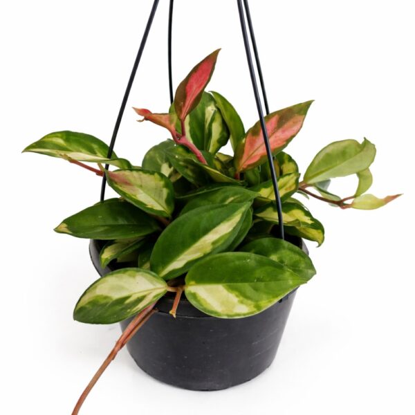 hoya carnosa tricolor