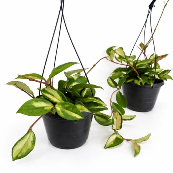 hoya carnosa tricolor