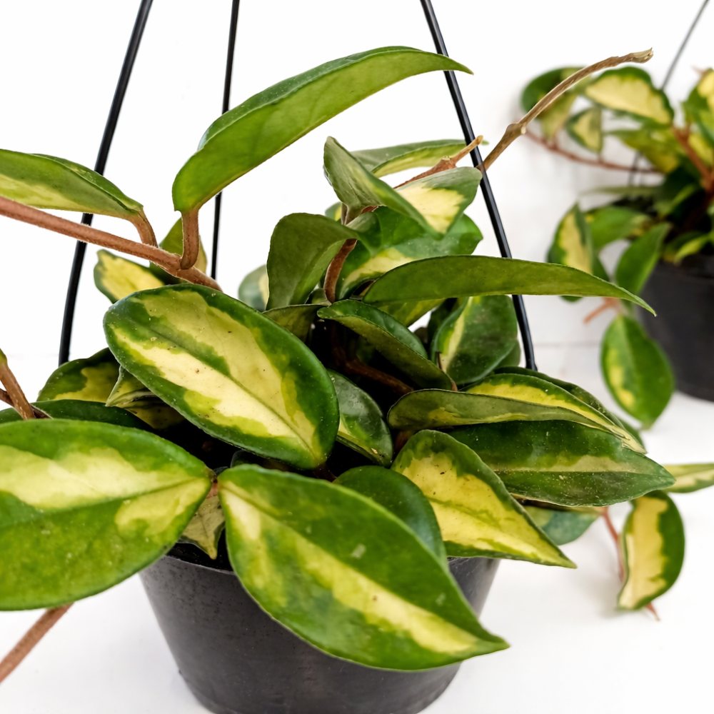 hoya carnosa tricolor
