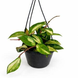 hoya carnosa tricolor