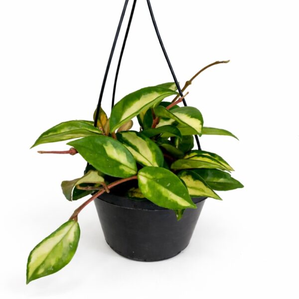 hoya carnosa tricolor