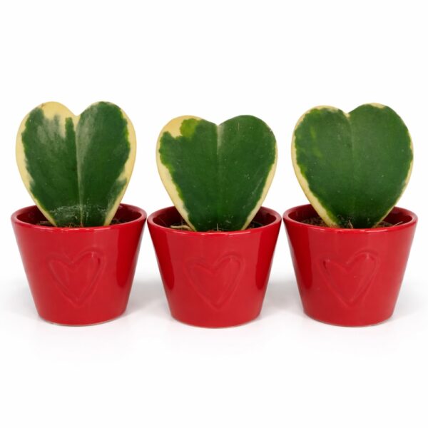 hoya kerri variegata