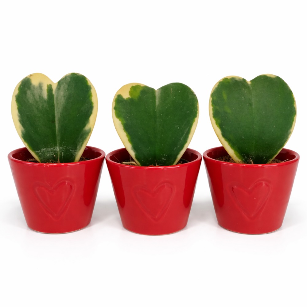 hoya kerri variegata