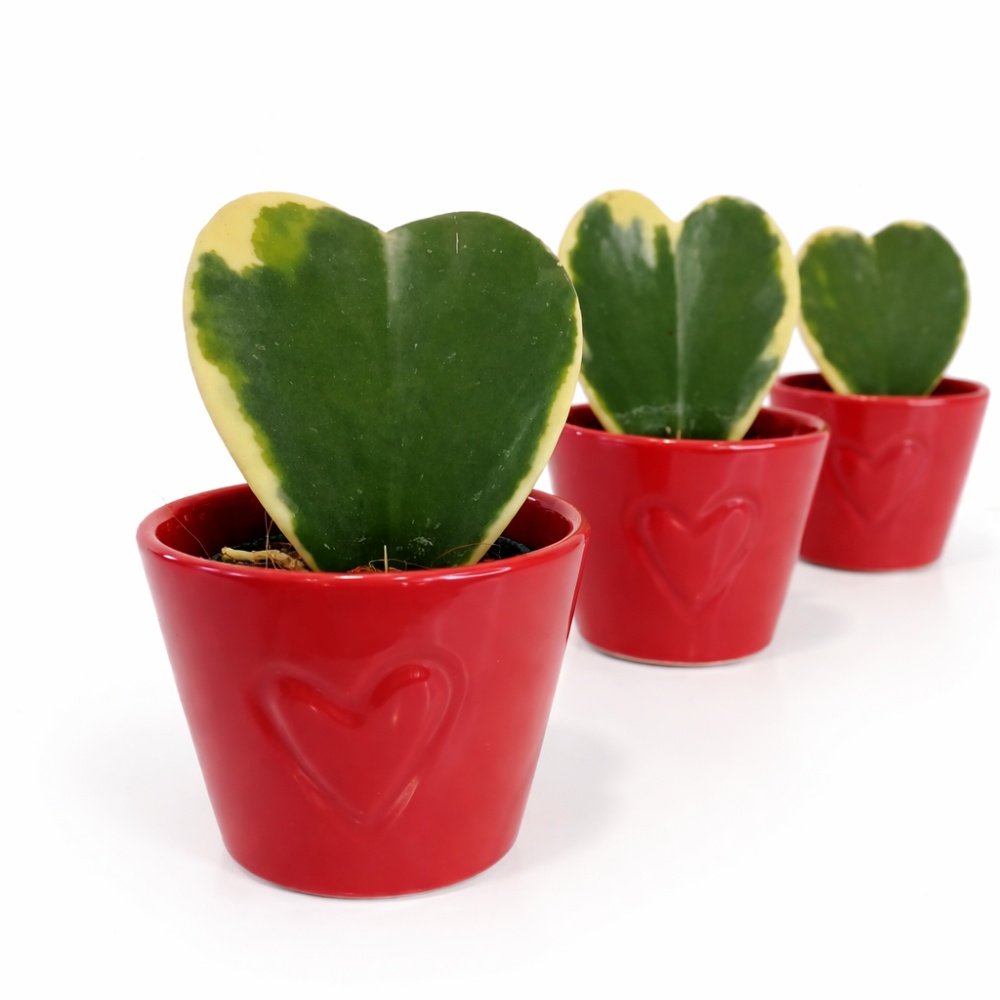 hoya kerri variegata