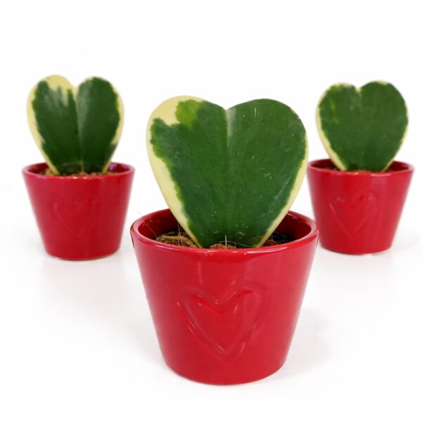 hoya kerri variegata