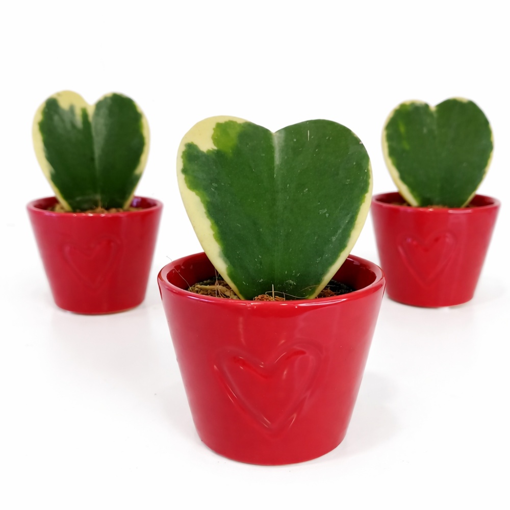 hoya kerri variegata