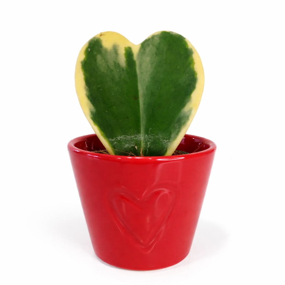 hoya kerri variegata