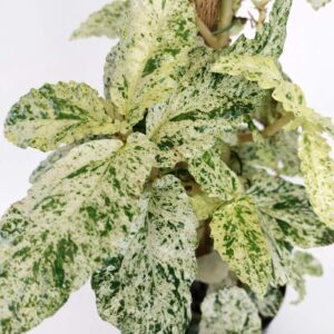 pellionia-repens-variegata