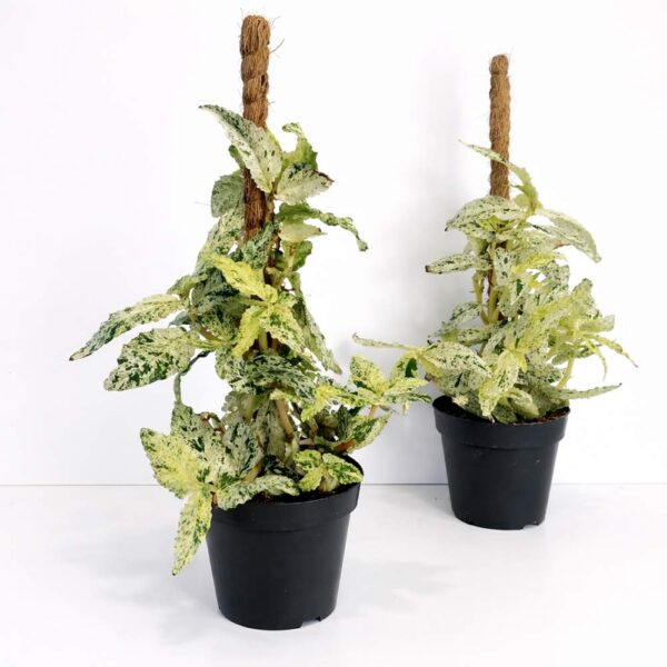 pellionia-repens-variegata