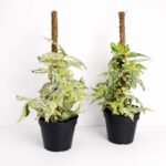 pellionia-repens-variegata