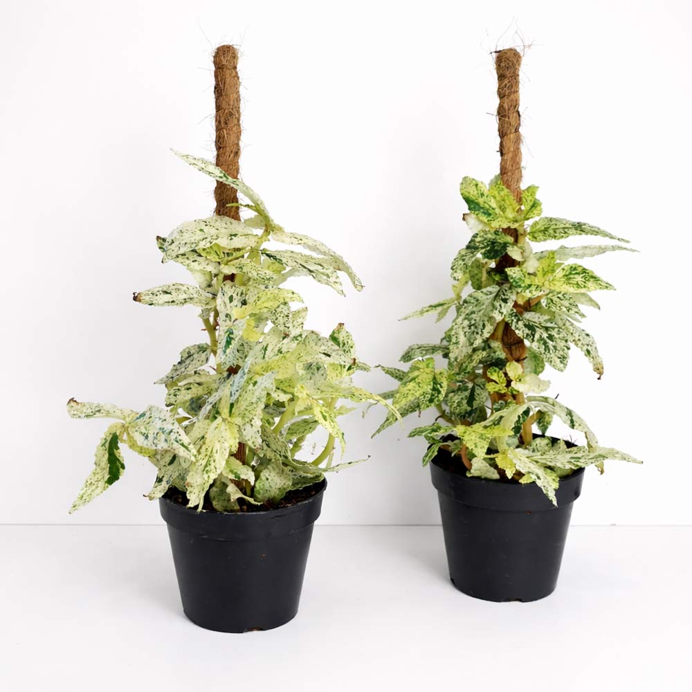 pellionia-repens-variegata