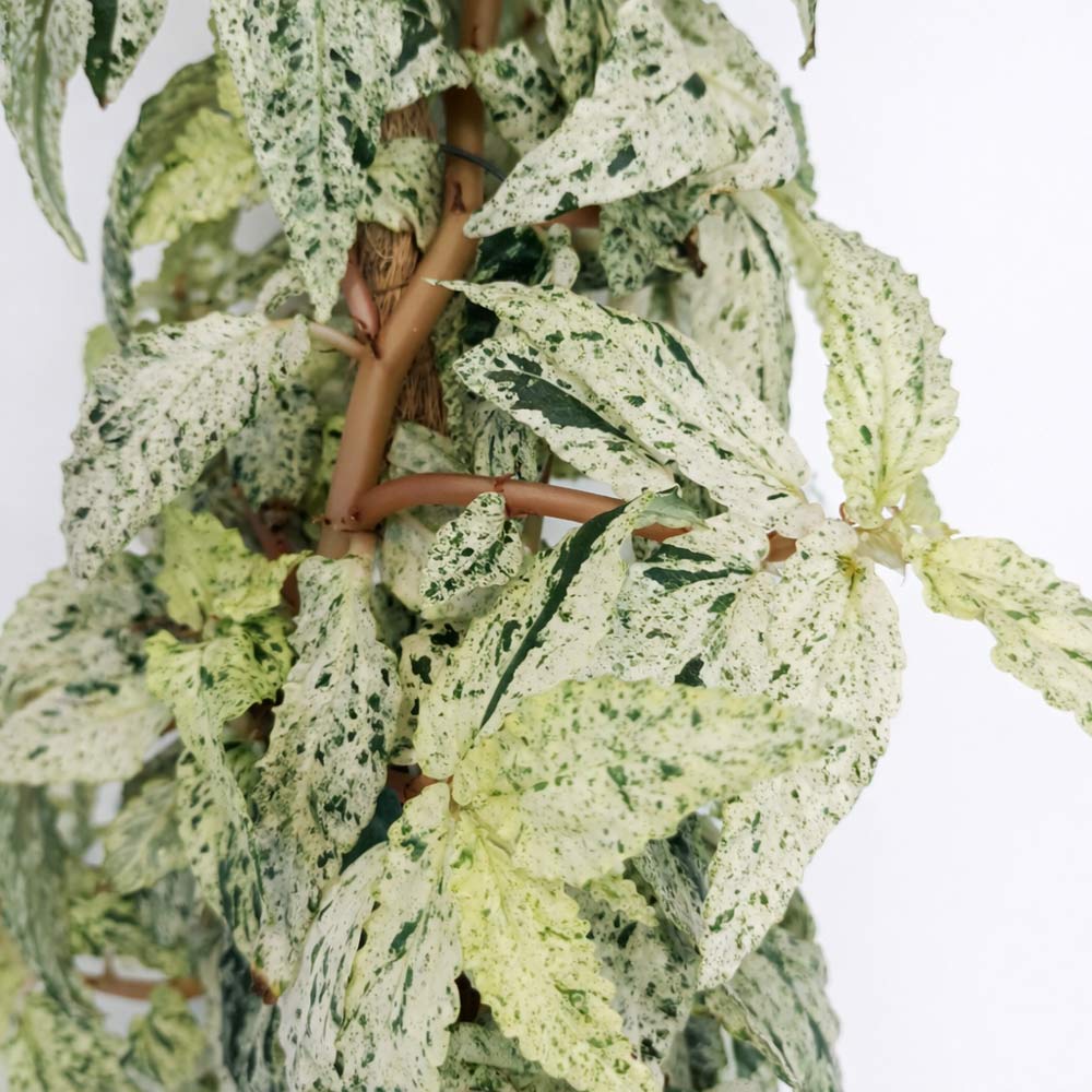 pellionia-repens-variegata