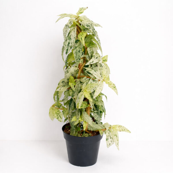 pellionia-repens-variegata