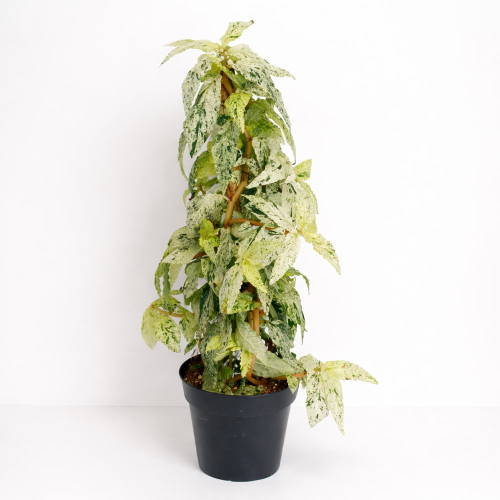 pellionia-repens-variegata