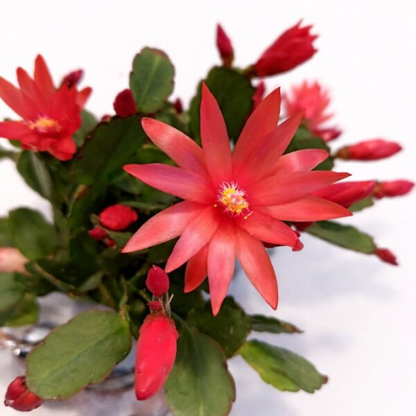 rhipsalidopsis red