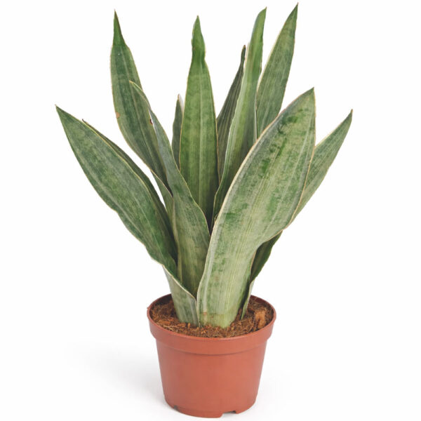 sansevieria-metallica