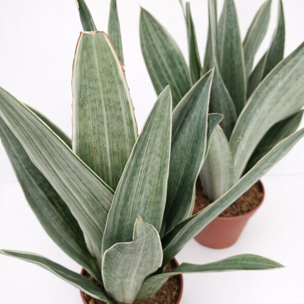 sansevieria-metallica