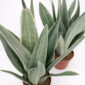 sansevieria-metallica