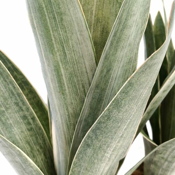 sansevieria-metallica