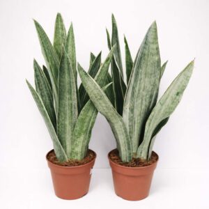 sansevieria-metallica