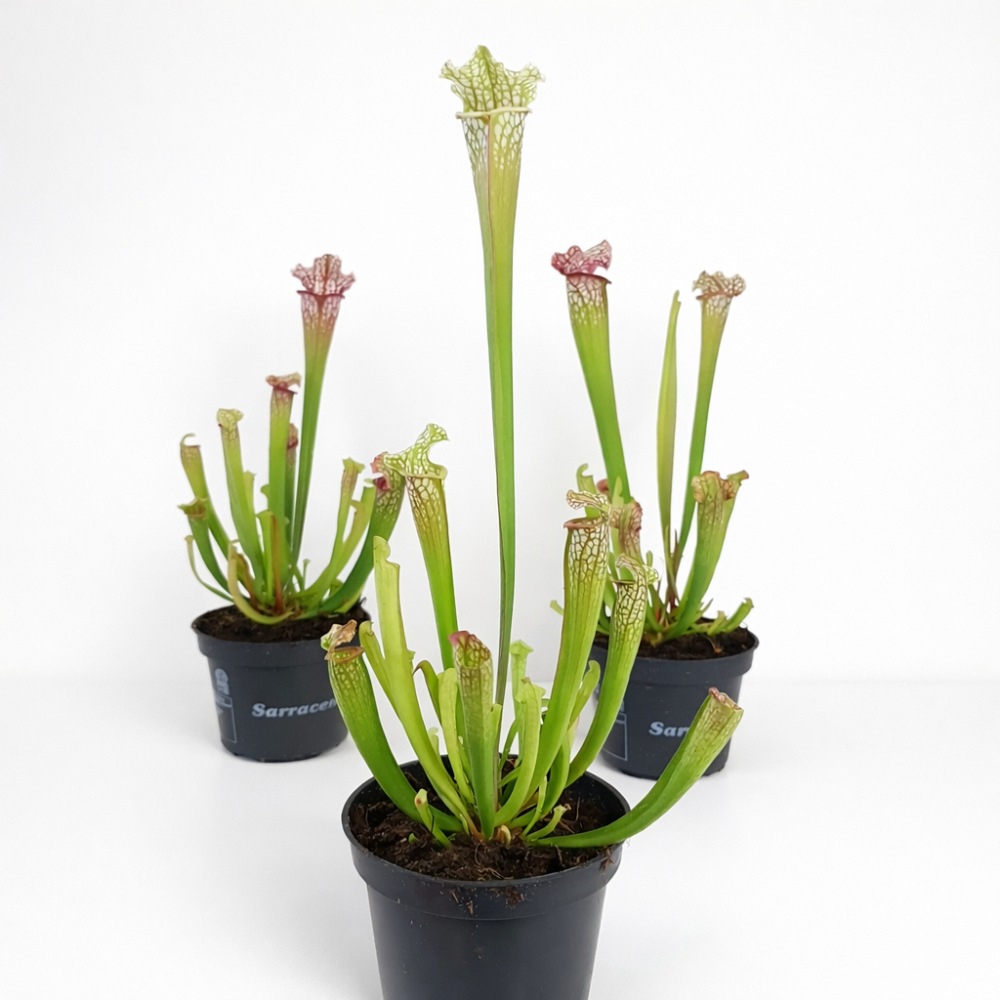 sarracenia mississippi