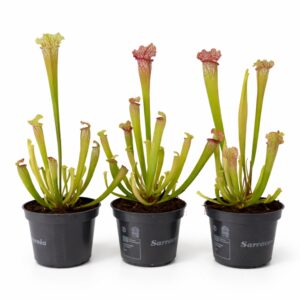 sarracenia mississippi