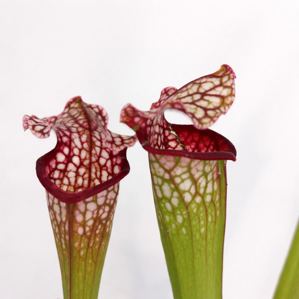 sarracenia mississippi