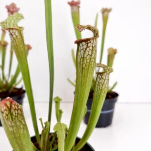 sarracenia mississippi