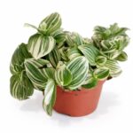 tradescantia white beach