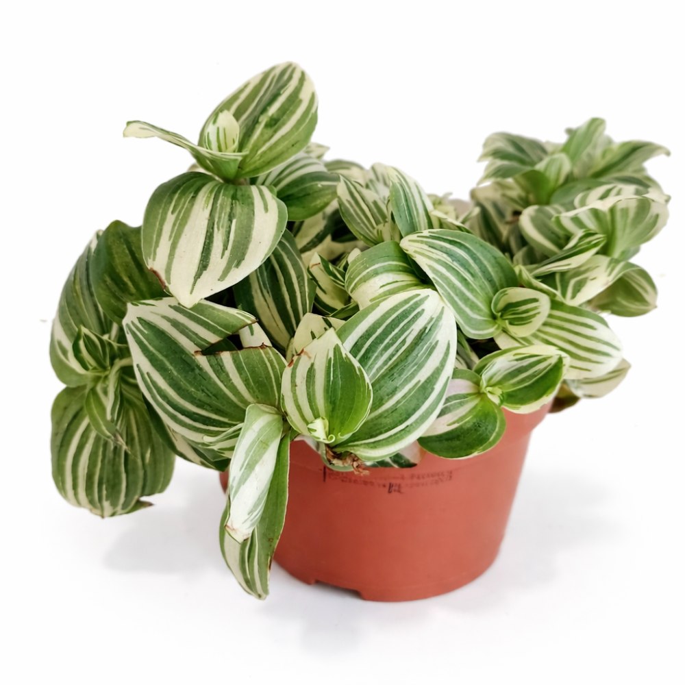 tradescantia white beach