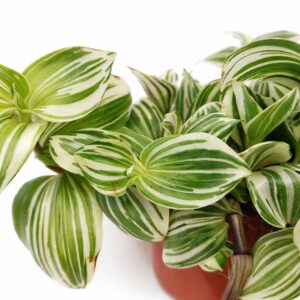 tradescantia white beach