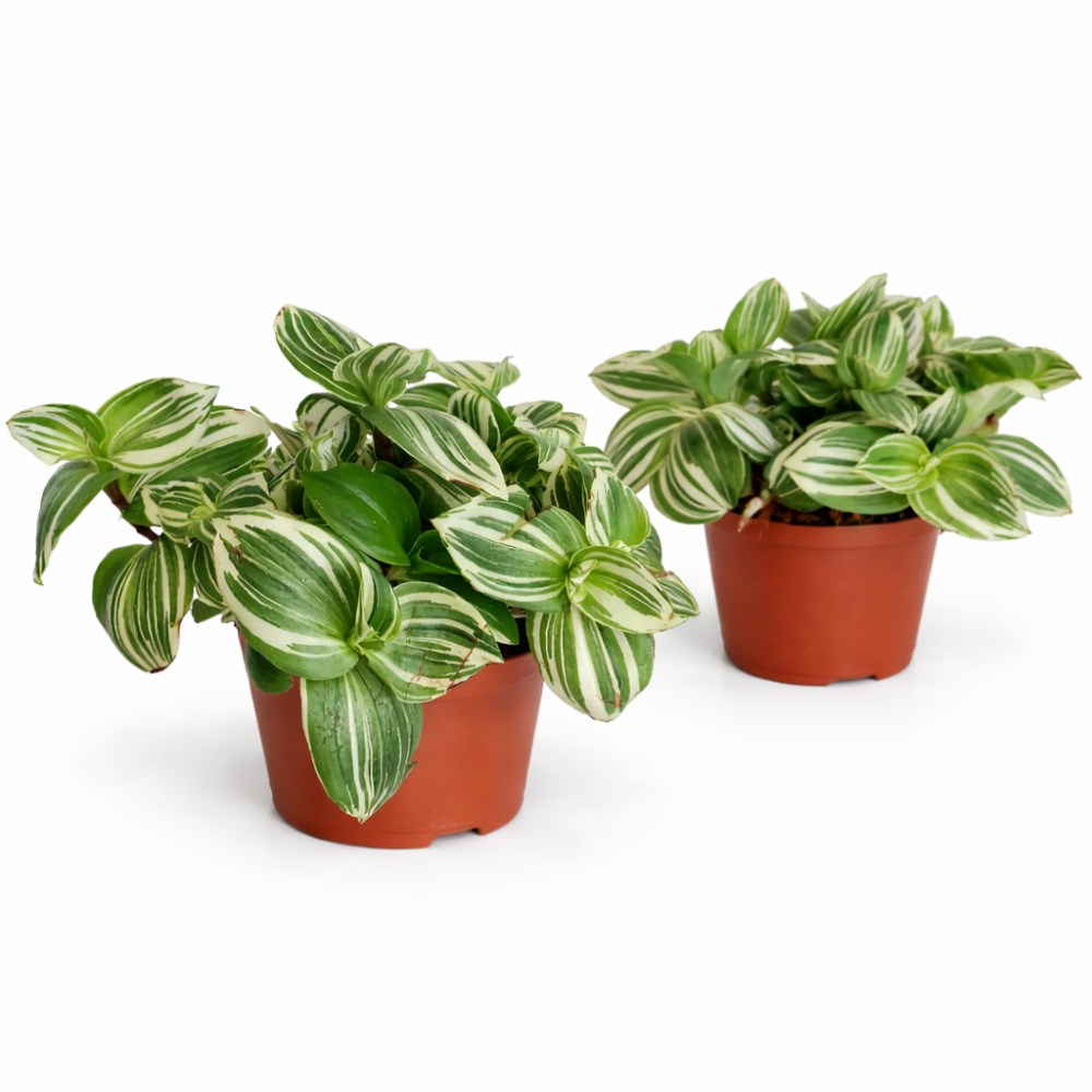 tradescantia white beach