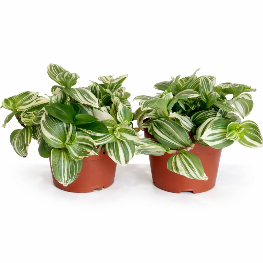 tradescantia white beach