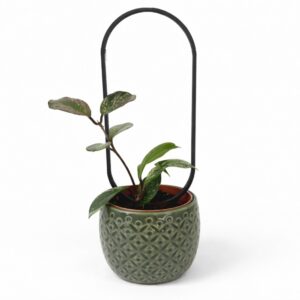 Hoya Stardust – zestaw z podpórką OVO i dekoracyjną osłonką