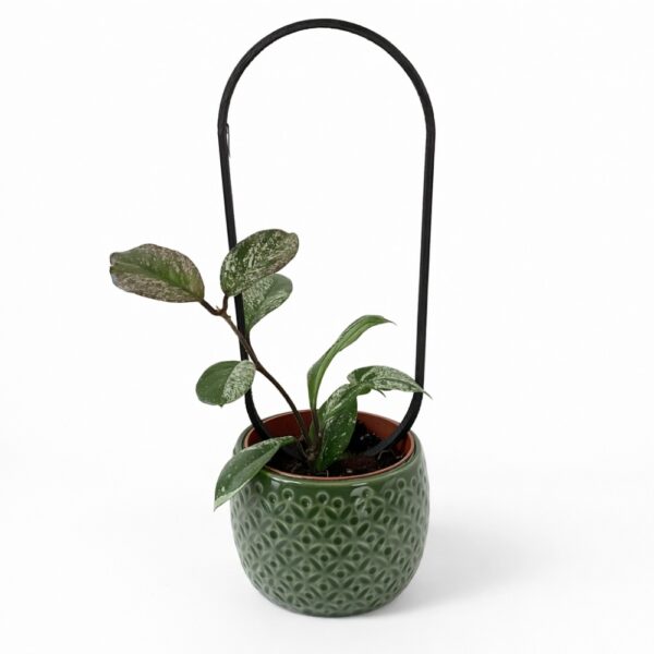 Hoya Stardust – zestaw z podpórką OVO i dekoracyjną osłonką